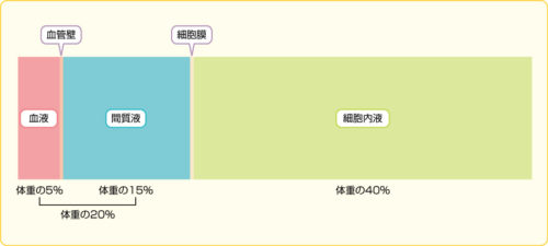 細胞外液と細胞内液のイオン組成 語呂合わせ 看護師国家試験対策 絶対合格するぞ