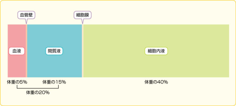 細胞外液と細胞内液のイオン組成 語呂合わせ｜看護師国家試験対策 絶対合格するぞ！