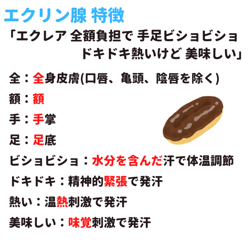 汗腺 エクリン腺 アポクリン腺 特徴 覚え方 語呂合わせ|*看護国試ゴロ*看護師国家試験対策 絶対合格するぞ!