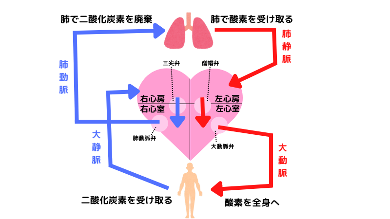 人間の肺と心臓 のイラスト素材 ベクタ Image Ciudaddelmaizslp Gob Mx