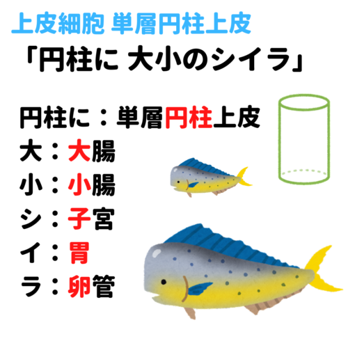 上皮組織 単層扁平上皮 単層立方上皮 多列円柱上皮 移行上皮 重層扁平上皮 覚え方 語呂合わせ 看護国試ゴロ 看護師国家試験対策 絶対合格するぞ