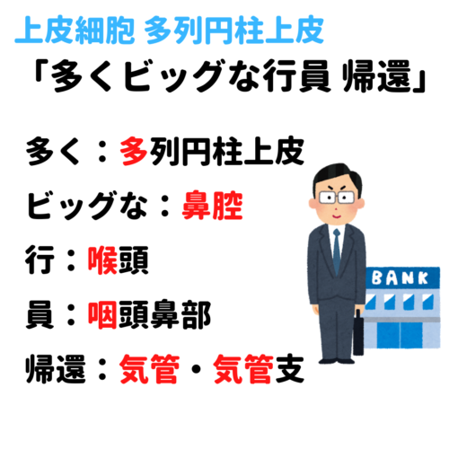 上皮組織 単層扁平上皮 単層立方上皮 多列円柱上皮 移行上皮 重層扁平上皮 覚え方 語呂合わせ 看護国試ゴロ 看護師国家試験対策 絶対合格するぞ