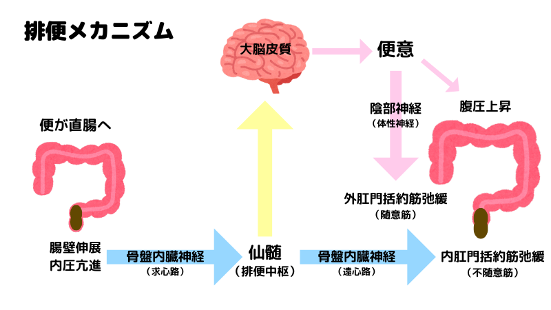 便の生成と排便のしくみ イラスト _ 食べ物が便になるまでの時間 – GJDDRL
